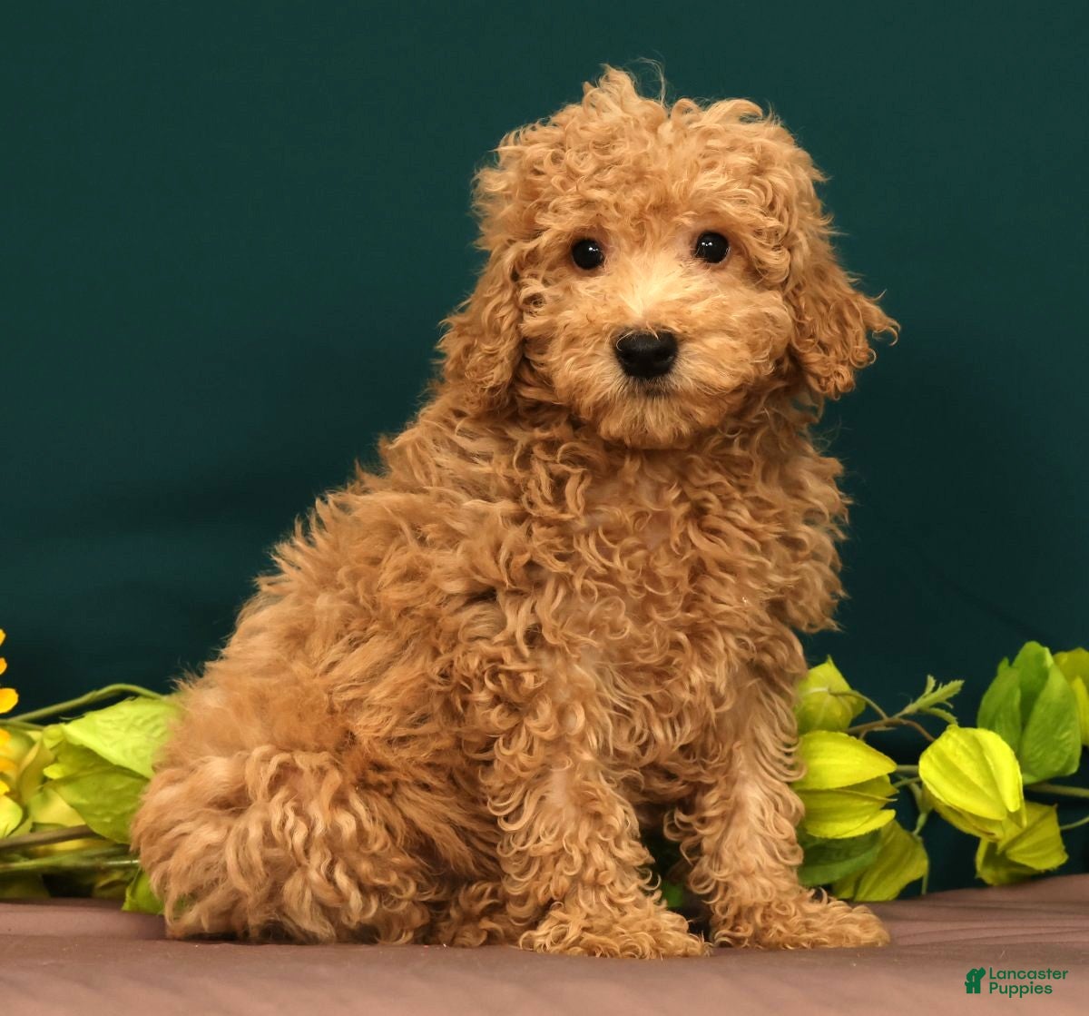 Miniature Poodle dogs Tao - Ad 1