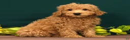 Miniature Poodle dogs for sale: Tao - Ad 1