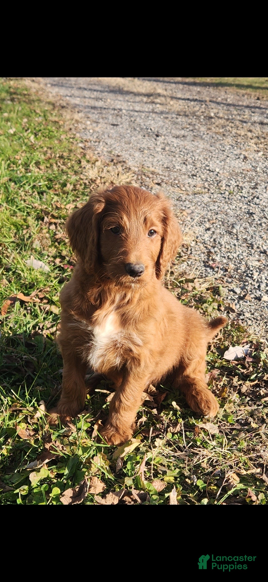 Mixed Breed dogs for sale: Lilac - Ad 1