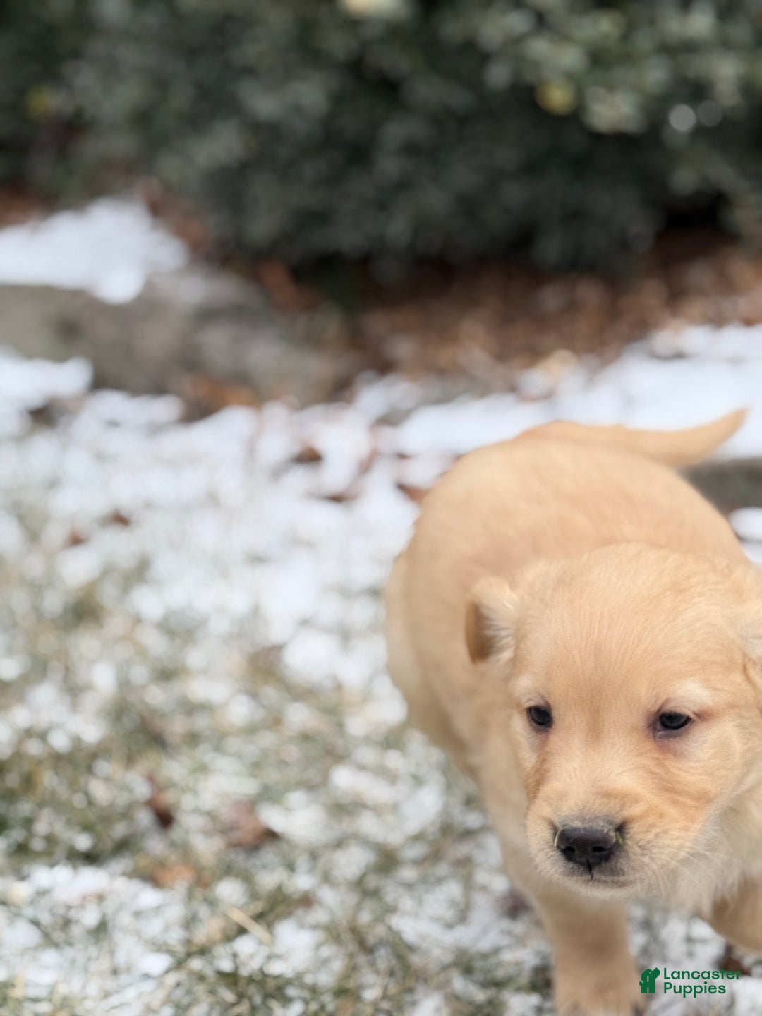 Golden Retriever dogs for sale: Susie - Ad 5