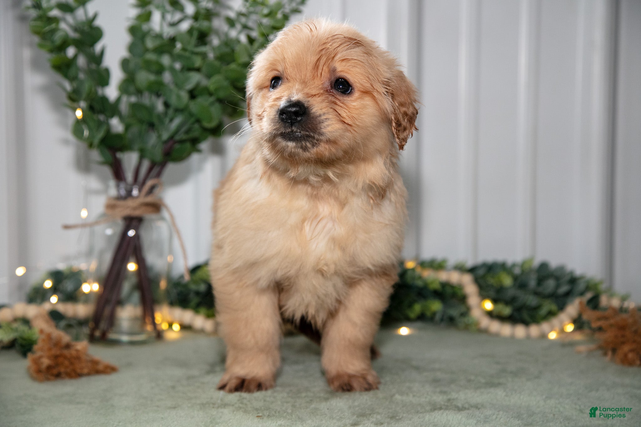 Golden Retriever dogs for sale: Holly - Ad 3