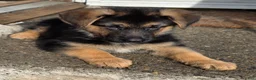 German Shepherd dogs for sale: RITA 🐾 - Ad 4