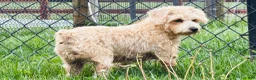 Schnoodle dogs for sale: Emily  - Ad 6