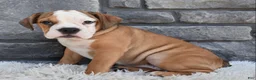Beabull dogs for sale: Blossom  - Ad 5