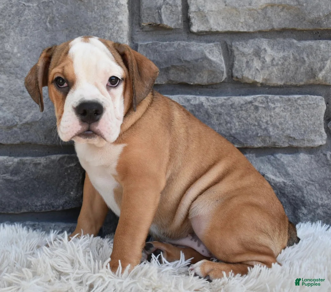 Beabull dogs for sale: Blossom  - Ad 5