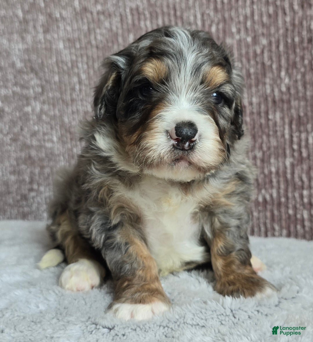 Mini Bernedoodle dogs for sale: Mini Louie - Ad 2