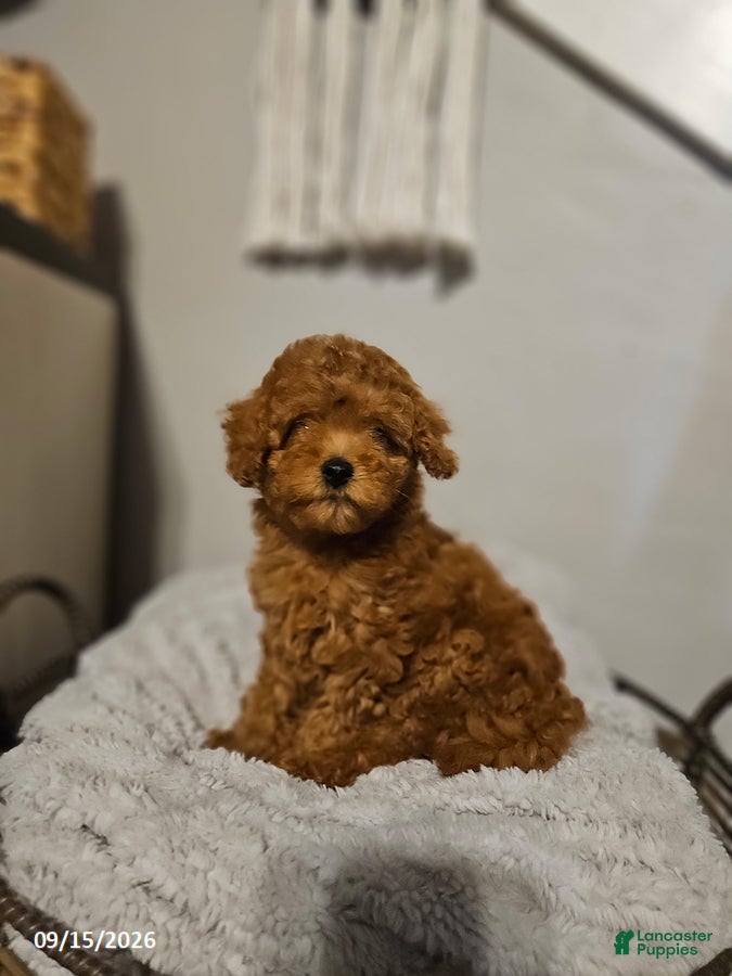 Cockapoo dogs Tilly - Ad 1