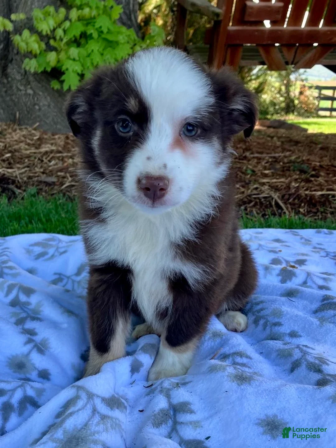 Miniature Australian Shepherd dogs for sale: Brooklyn - Ad 1