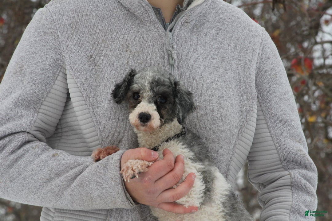 Toy Poodle dogs for sale: Mandy - Ad 3