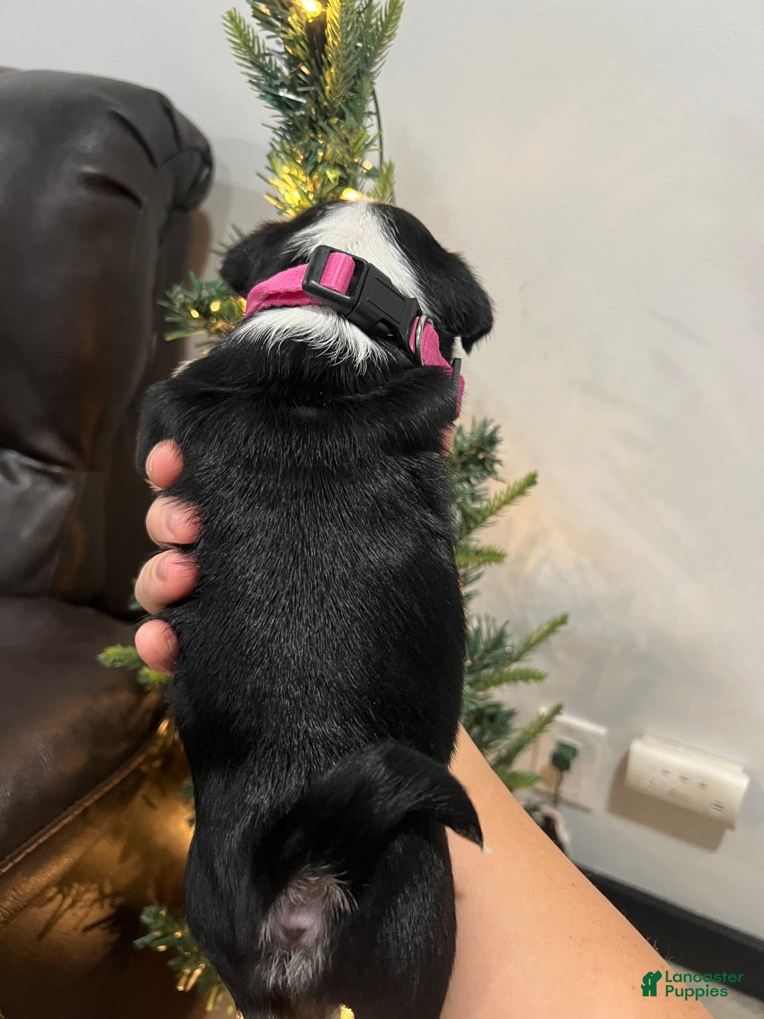 Pug dogs for sale: Panda Pug Female  - Ad 3