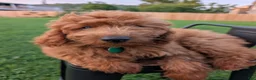 Irish Doodle dogs for sale: Irish Doodle 2 - Ad 6