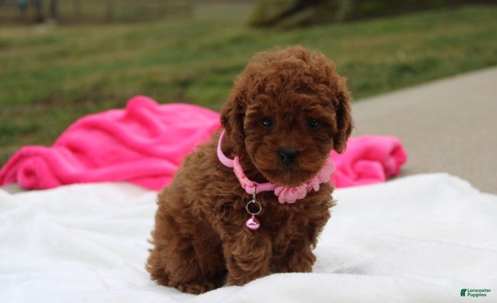 Toy Poodle dogs McKenna  - Ad 1