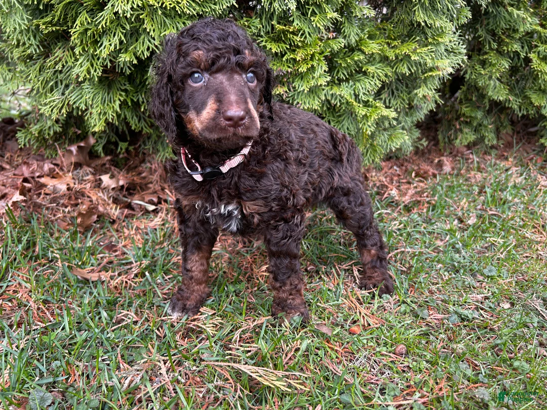 Standard Poodle dogs for sale: ⚓️Lagoon-AKC Standard🐩 - Ad 1