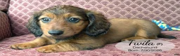 Dachshund dogs for sale: Twila - Ad 4