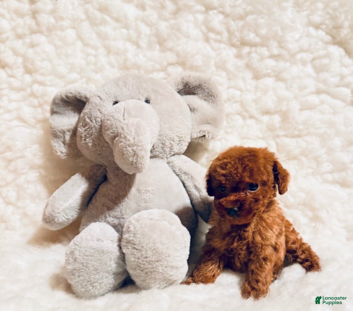 Toy Poodle dogs Peewee dark red - Ad 2