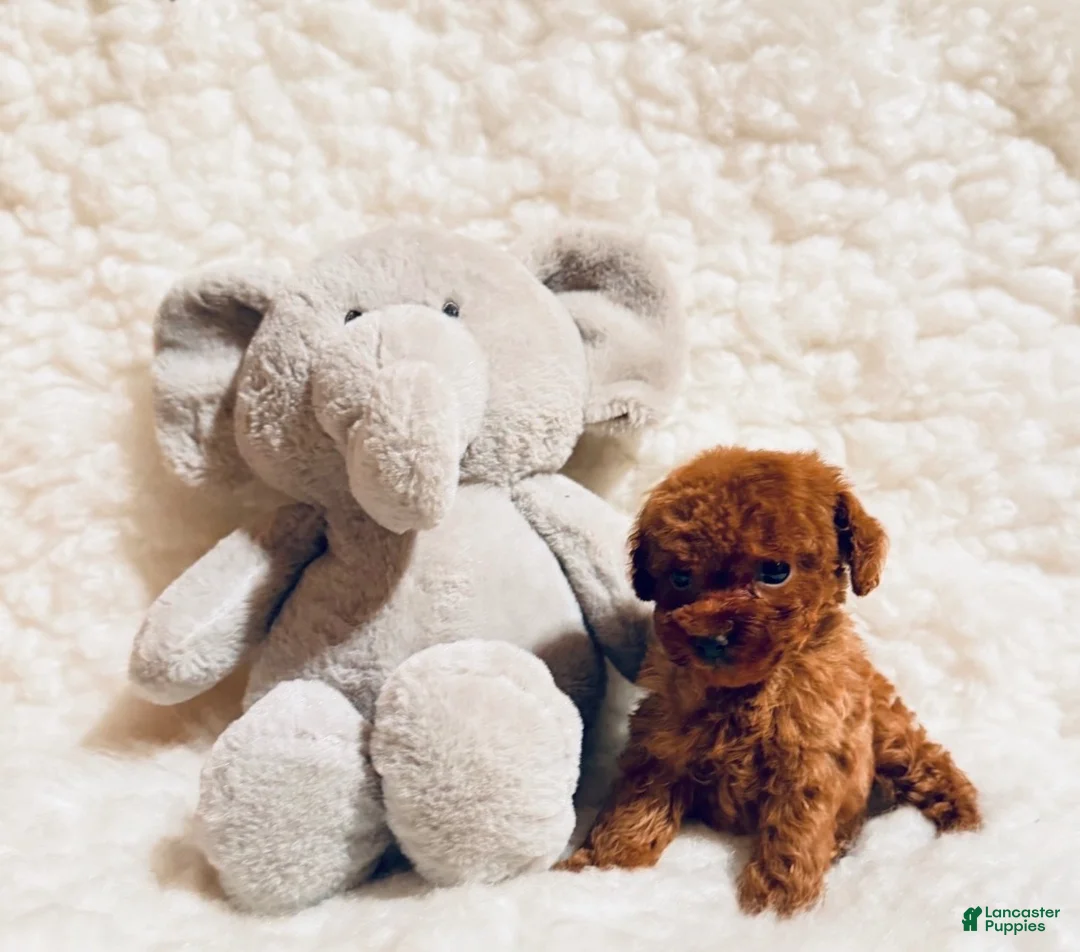 Toy Poodle dogs for sale: Peewee dark red - Ad 2