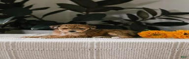 Mimi