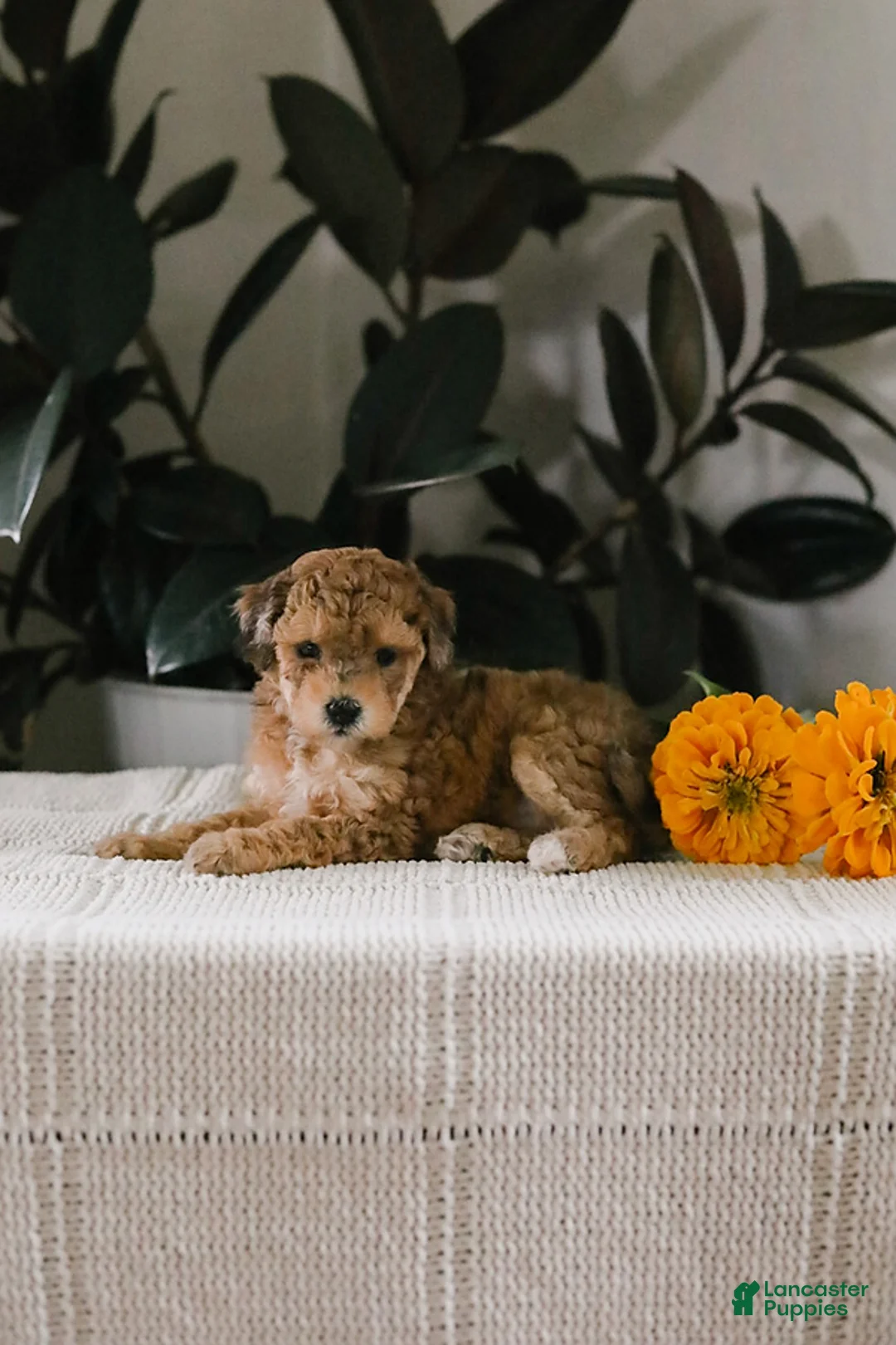 Maltipoo dogs for sale: Mimi - Ad 1