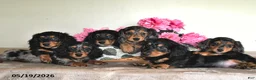 Miniature Dachshund dogs for sale: Bingo - Ad 3