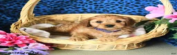 Cavapoo dogs for sale: Carly - Ad 4