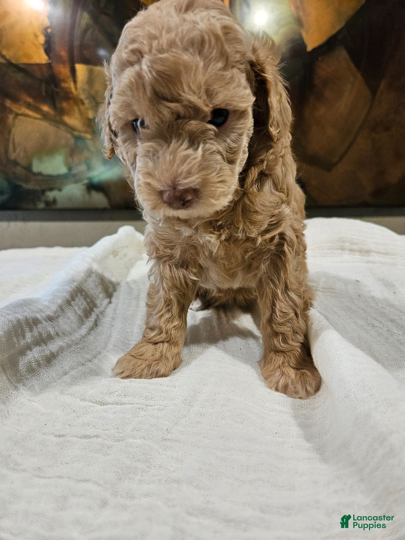 Mini Goldendoodle dogs for sale: Goldie - Ad 2