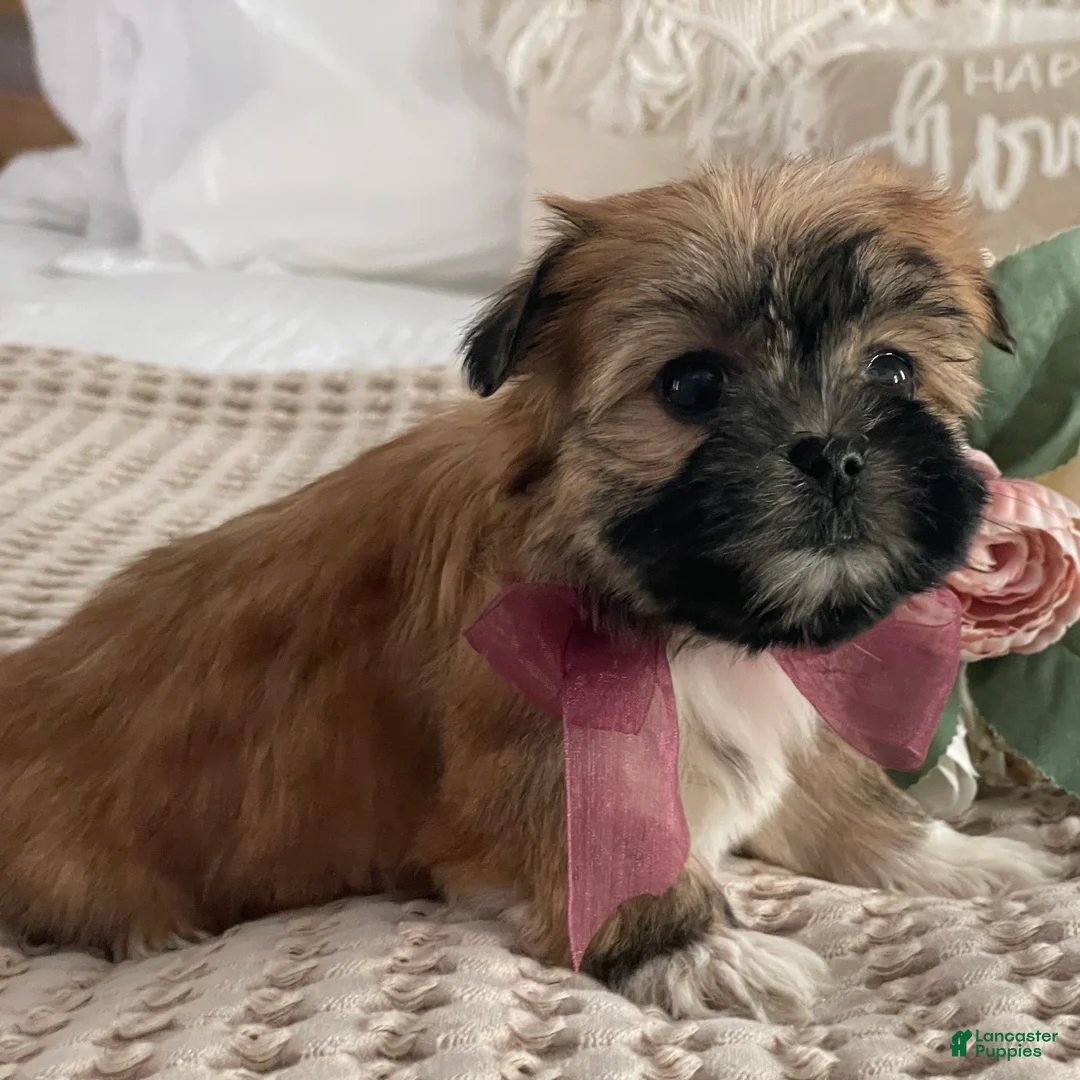 Morkie dogs for sale: Nutella - Ad 4