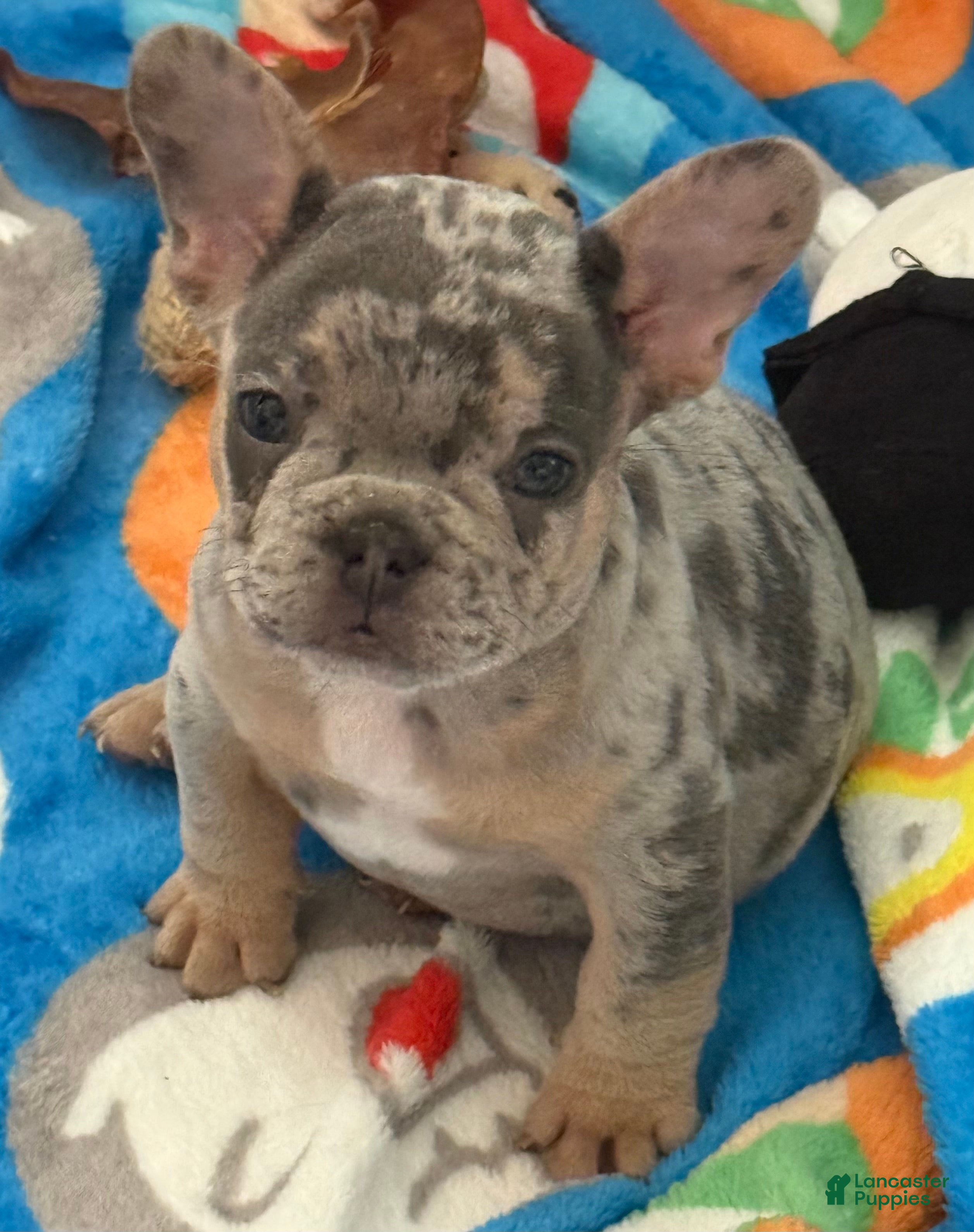 French Bulldog dogs Armani - Ad 1