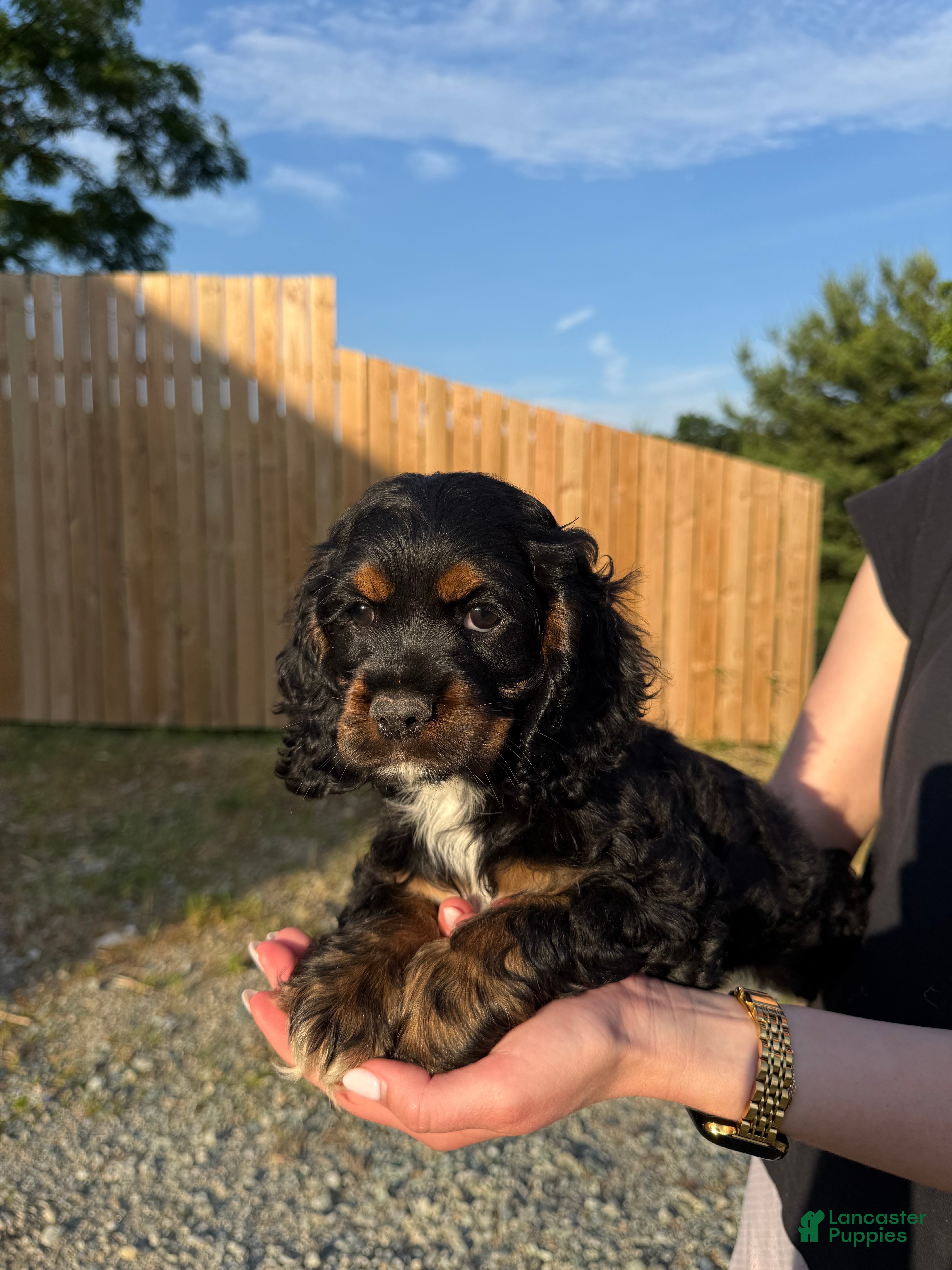 Cocker Spaniel dogs Ellie - Ad 2