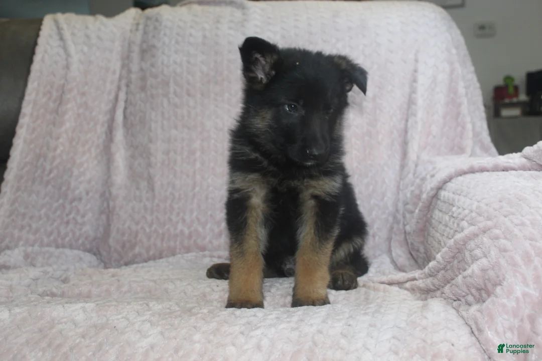 German Shepherd dogs for sale: Buzz - Ad 1