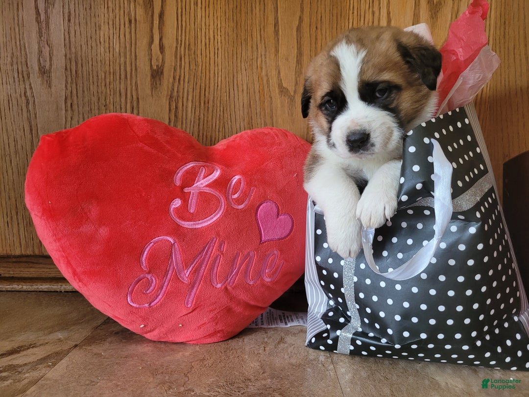 Saint Bernard dogs for sale: Bella - Ad 3