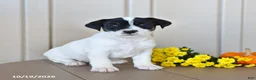 Jack Russell Terrier dogs for sale: Bubbles - Ad 5