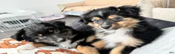 Miniature Australian Shepherd dogs for sale: Miniature Australian Shepherd Puppy 2 - Ad 5