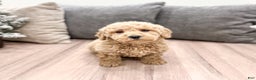 Goldendoodle dogs for sale: Snowflake  - Ad 29