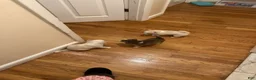 Pomsky dogs for sale: Pomsky Puppy 4 - Ad 4