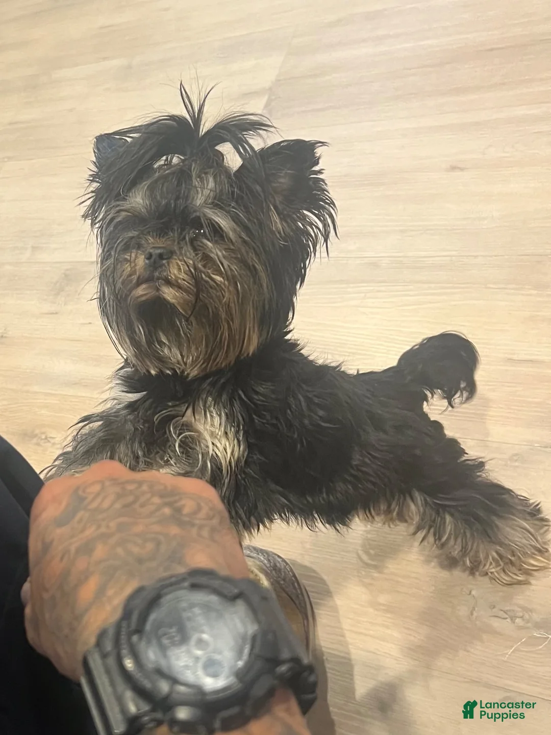 Yorkshire Terrier dogs for sale: Yorkshire Terrier 3 - Ad 2