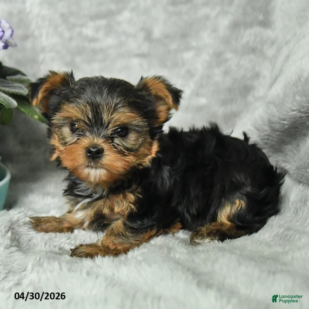 Yorkshire Terrier dogs for sale: Bruno - Ad 2