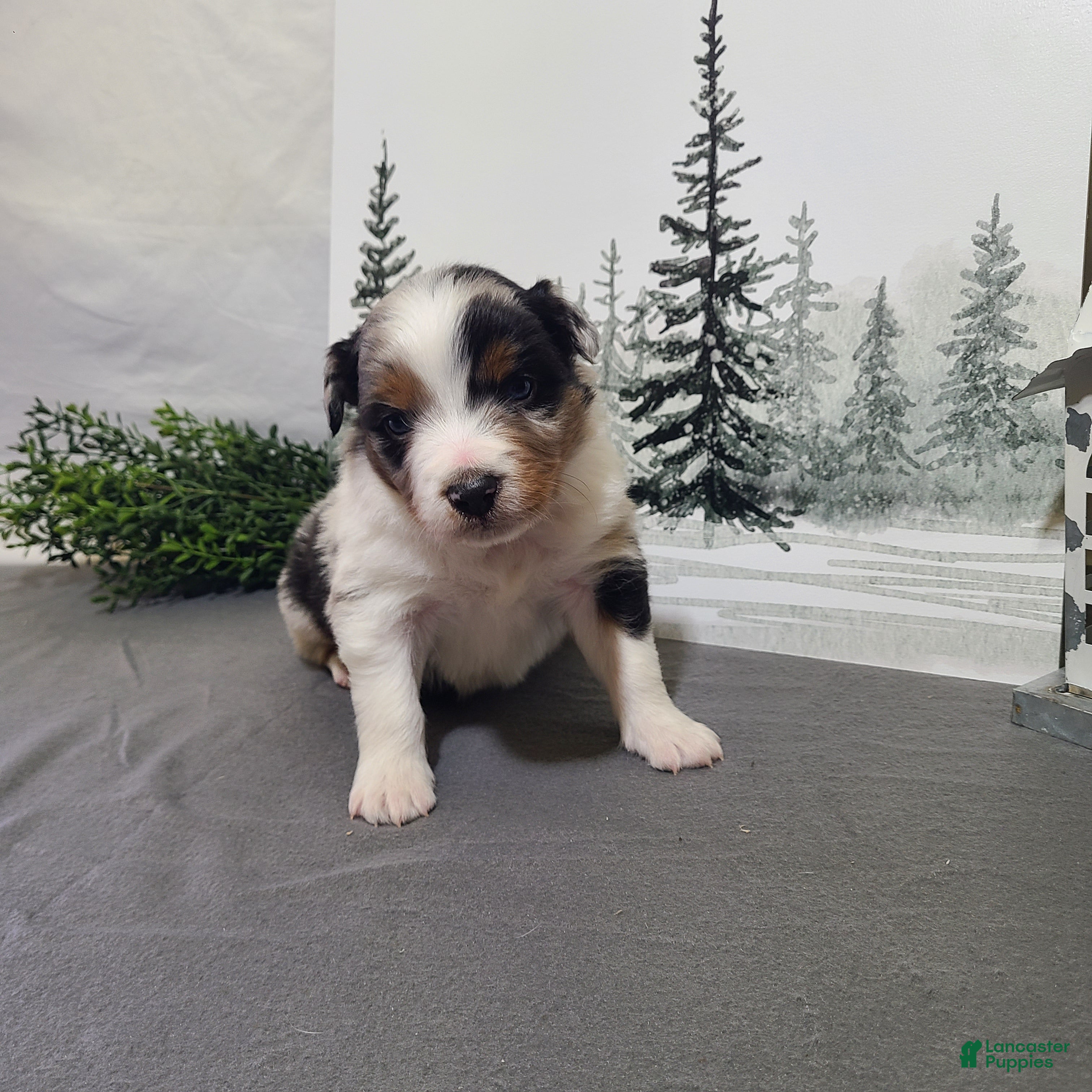 Miniature Australian Shepherd dogs Alex - Ad 34
