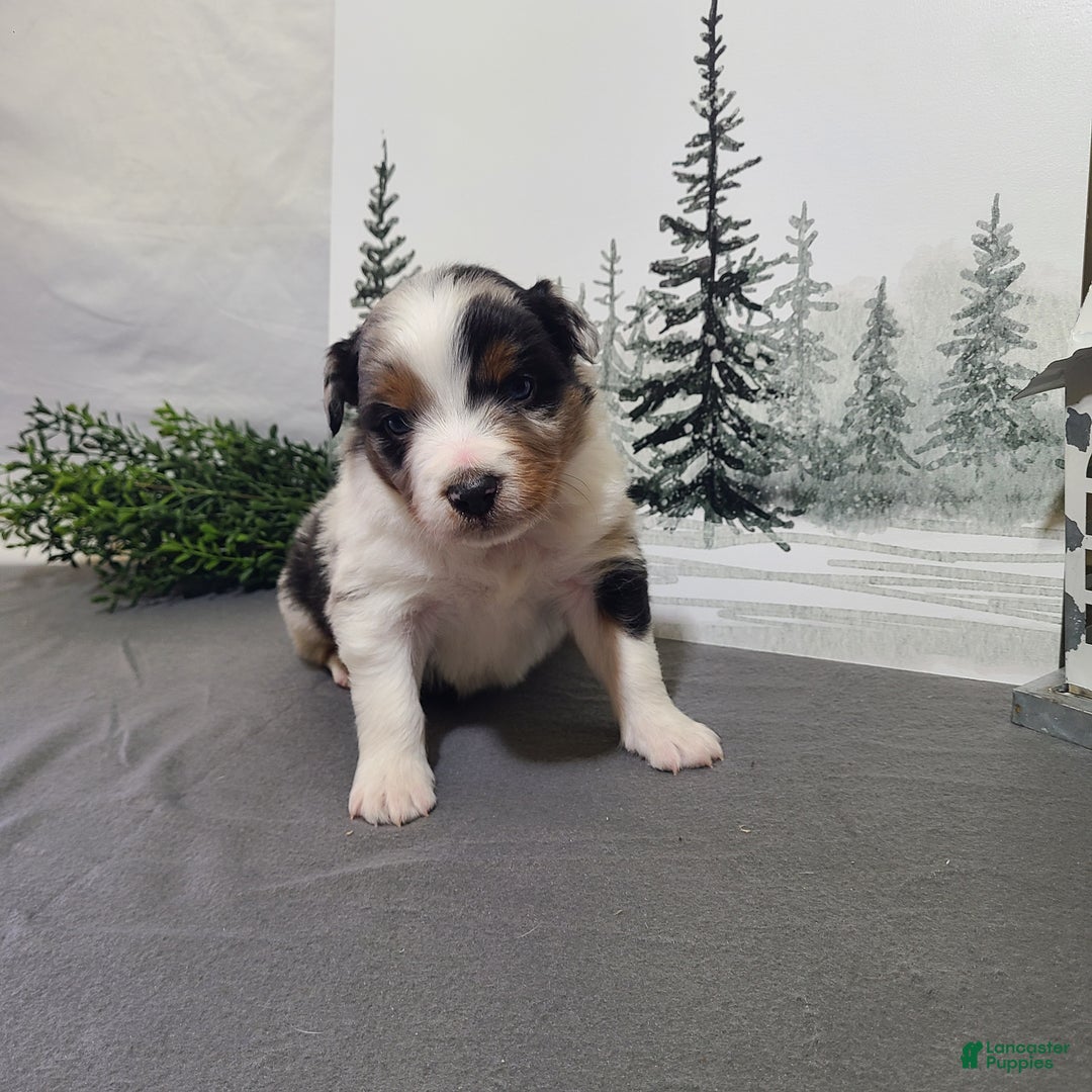 Miniature Australian Shepherd dogs for sale: Alex - Ad 1