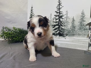 Miniature Australian Shepherd dogs Alex - Ad 34