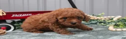 Toy Poodle dogs for sale: Patty - Ad 3