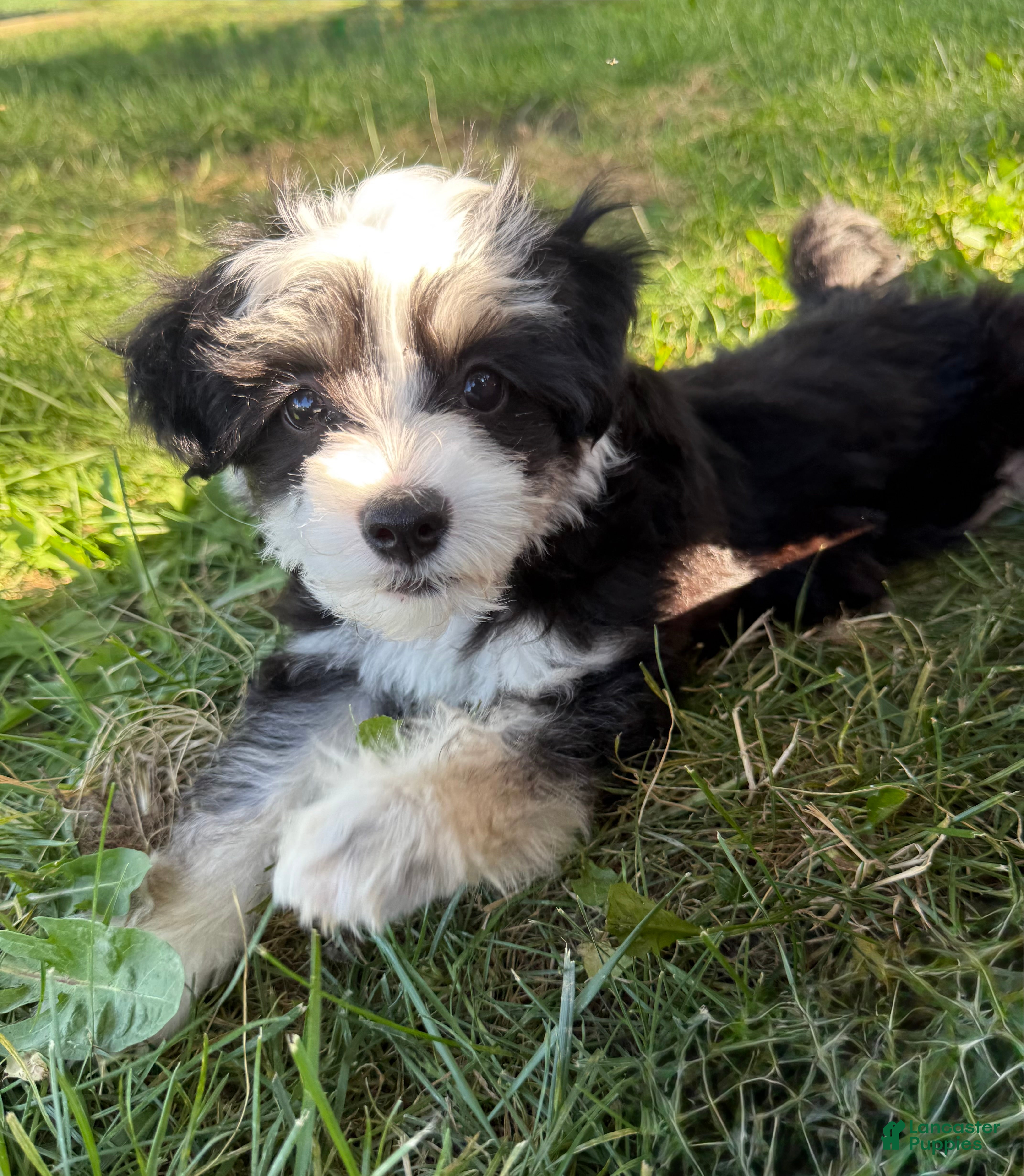 Chinese Crested dogs Jovie - Powderpuff Chinese Crested - Ad 1