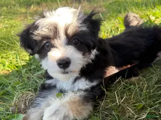 Chinese Crested dogs Jovie - Powderpuff Chinese Crested - Ad 7