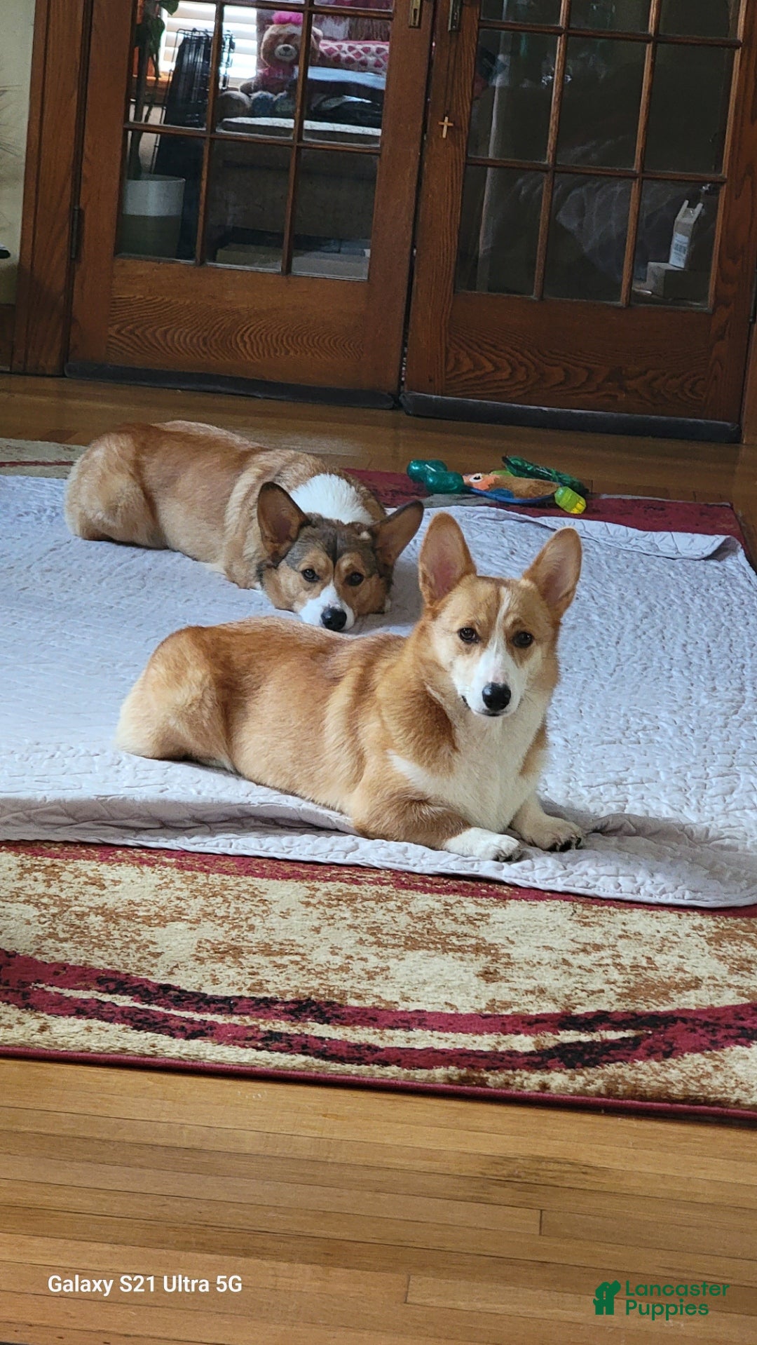 Welsh Corgi Pembroke dogs Bob - Ad 2