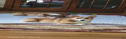 Welsh Corgi Pembroke dogs for sale: Luke - Ad 3