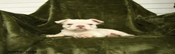 French Bulldog dogs for sale: Honey - Ad 4