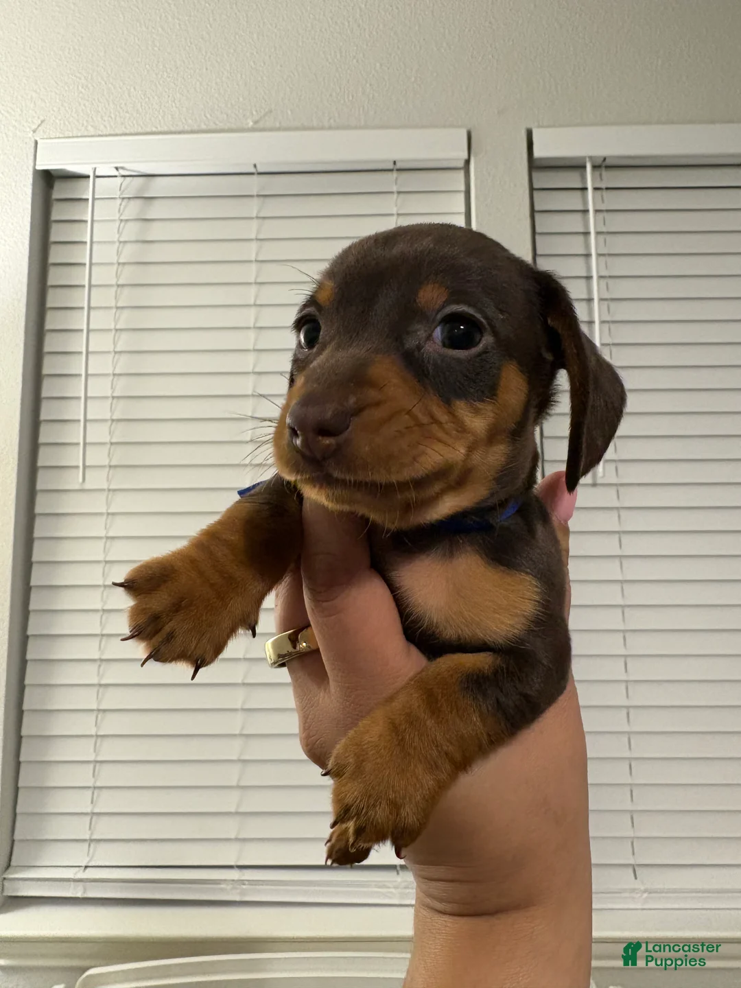 Miniature Dachshund dogs for sale: Miniature Dachshund Puppy 6 - Ad 2