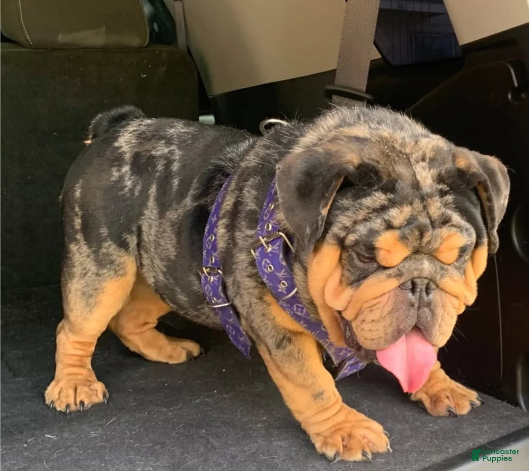 English Bulldog dogs for sale: Daphne - Ad 7