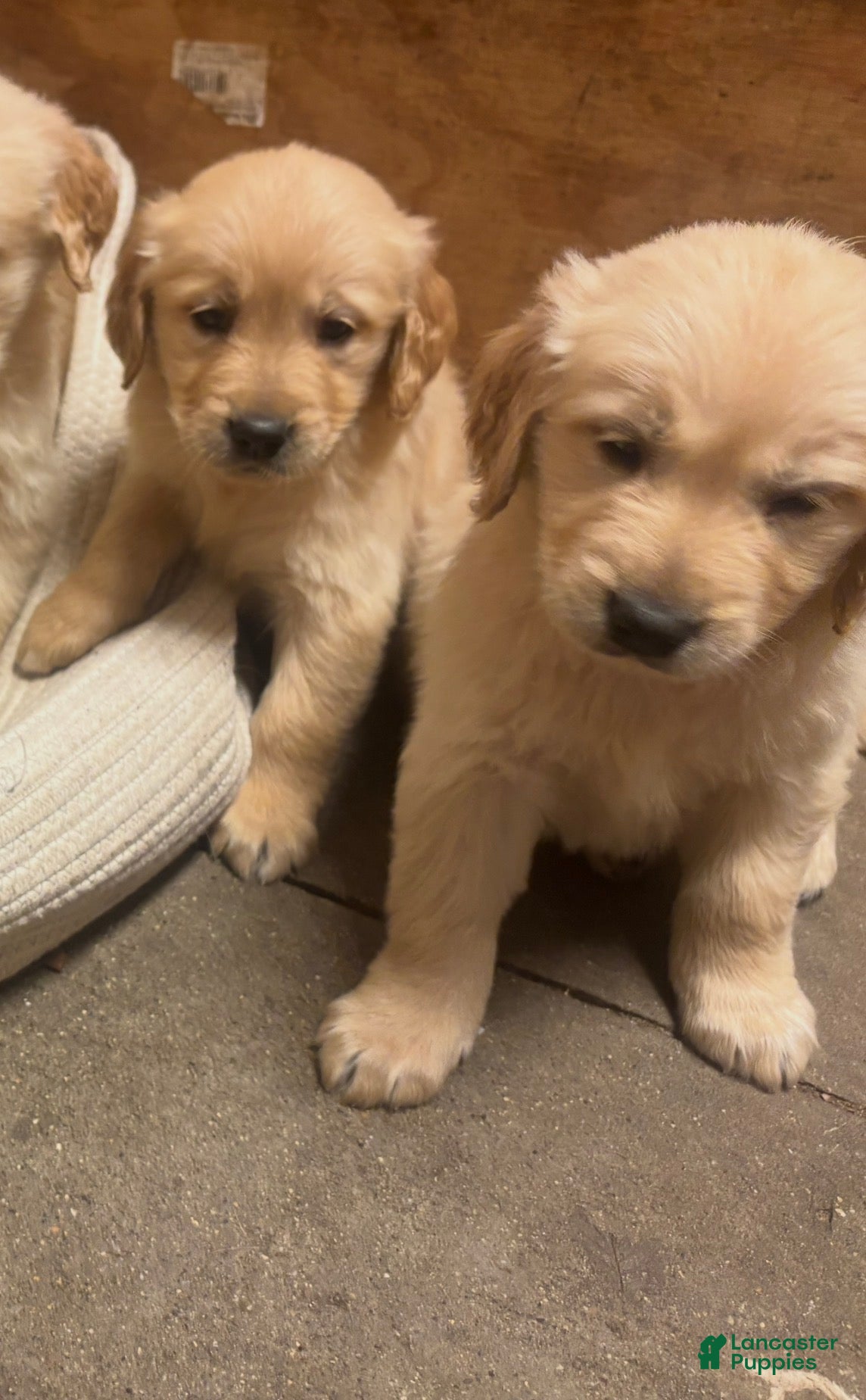 Golden Retriever dogs for sale: Golden Retriever 9 - Ad 5