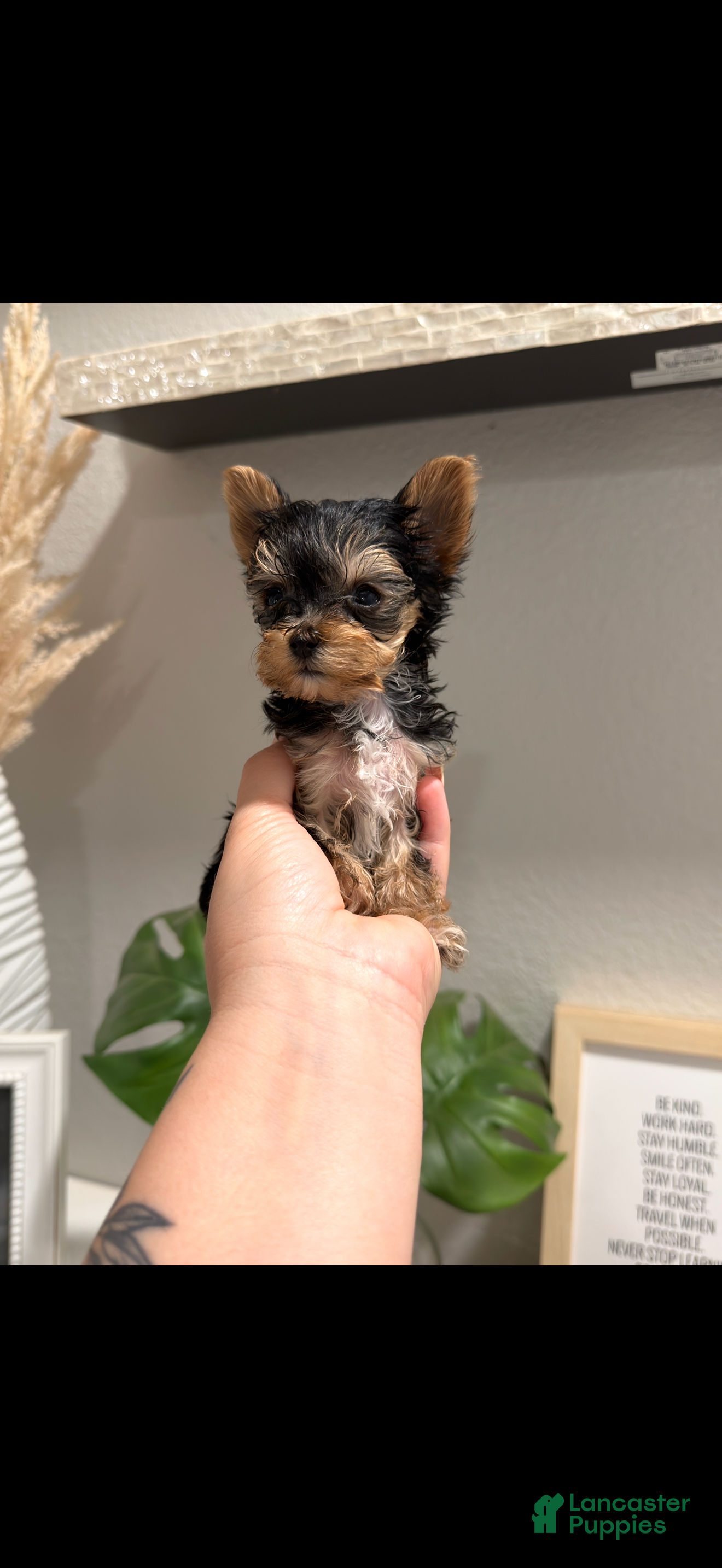 Yorkshire Terrier dogs Teacup tiny  - Ad 2