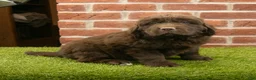 Newfoundland dogs for sale: Dexter - Ad 4